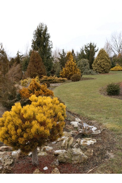 Сосна гірська Карстенс Вінтерголд хвоя в ландшафті